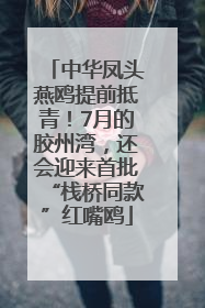 中华凤头燕鸥提前抵青！7月的胶州湾，还会迎来首批“栈桥同款”红嘴鸥